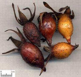 金櫻子粥 金櫻子粥