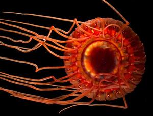 礁環冠水母 礁環冠水母