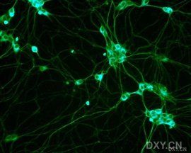神經生物學 神經生物學