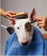 寵物美容 寵物美容