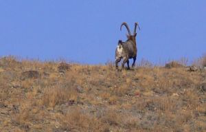 衣索比亞北山羊