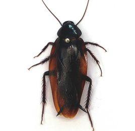 黑胸大蠊 黑胸大蠊