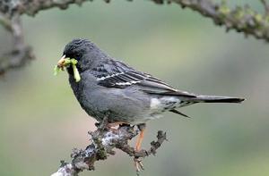 嶺雀鵐屬 嶺雀鵐屬