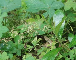 粗沼拉拉藤 粗沼拉拉藤