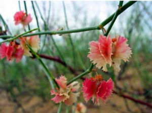 艾比湖沙拐棗 艾比湖沙拐棗