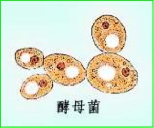 目前已知有1000多種酵母，根據酵母菌產生孢子(子囊孢子和擔孢子)的能力，可將酵母 ...
