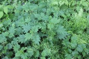 銹莖螺序草 銹莖螺序草