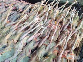 雞鴨腳艾 雞鴨腳艾