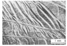 圖2 具有明顯屈服點延伸的薄板衝壓後成形件表面的呂德斯帶