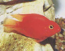血鸚鵡魚[硬骨魚綱動物]