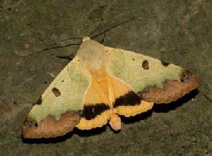 青安鈕夜蛾 青安鈕夜蛾