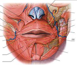 甲狀舌骨肌 甲狀舌骨肌