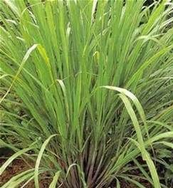 檸檬香茅草 檸檬香茅草