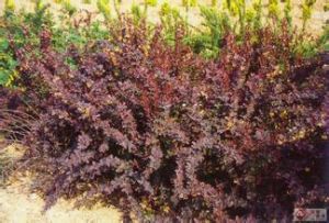 玫紅小檗 玫紅小檗