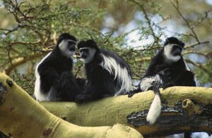 東黑白疣猴 東黑白疣猴