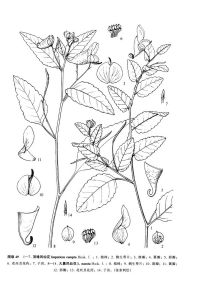 頂喙鳳仙花 頂喙鳳仙花