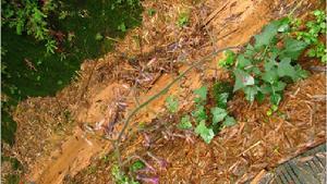 三裂假福王草 三裂假福王草