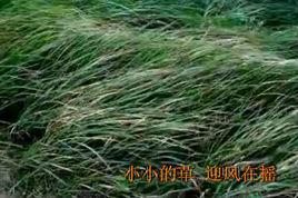 小草[鄭智化演唱歌曲]