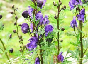 展毛瓜葉烏頭 展毛瓜葉烏頭