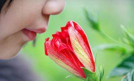 人體氣味識別系統 人體氣味識別系統