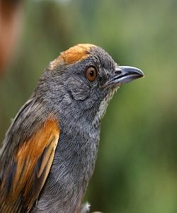 暗胸針尾雀 暗胸針尾雀