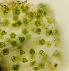 四孢藻屬 四孢藻屬