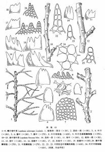 鱗片指葉苔 鱗片指葉苔