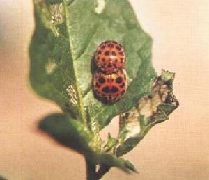 茄二十八星瓢蟲 茄二十八星瓢蟲