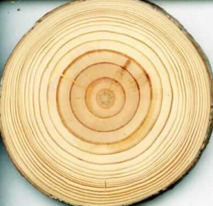 年輪線 年輪線