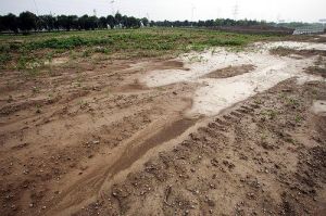馬路上鋪土種豆，黃豆苗都長出來了
