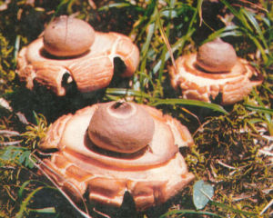 尖頂地星 尖頂地星