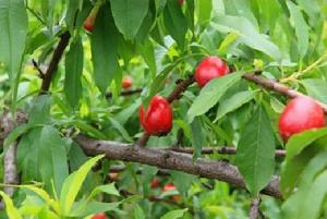 官亭鎮[合肥市肥西縣鄉鎮]