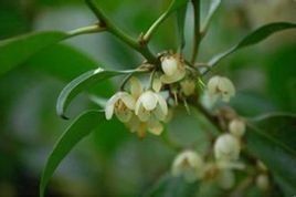 保亭楊桐 保亭楊桐