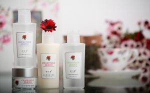 林清軒小紅菊系列