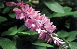 苞葉木藍 苞葉木藍