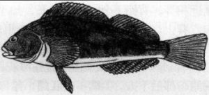 長線六線魚 長線六線魚