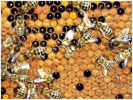 蜜蜂麻痹病 蜜蜂麻痹病