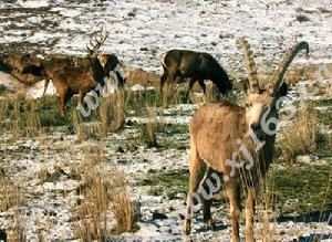 衣索比亞北山羊