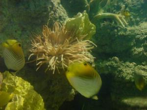 (圖)合肥漢海極地海洋世界