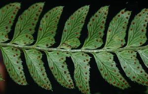 甘肅複葉耳蕨 甘肅複葉耳蕨