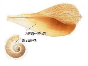 大枇杷螺 大枇杷螺