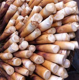 長寧苦筍 長寧苦筍