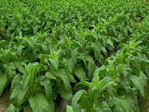 石門鎮[吉林省安圖縣]