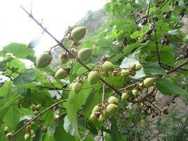 梧桐子[梧桐子]