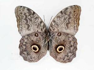 貓頭鷹環蝶 貓頭鷹環蝶