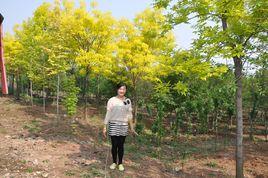梅家埠街道 梅家埠街道