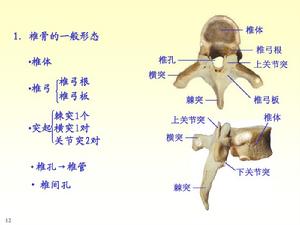 椎骨一般形態