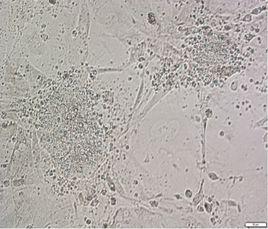 孤雌生殖生物 孤雌生殖生物