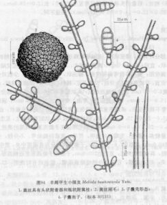 羊蹄甲生小煤炱 羊蹄甲生小煤炱