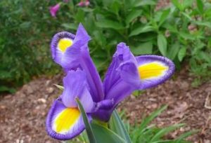 麻紅菊瓣奇花 麻紅菊瓣奇花